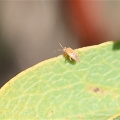 Miridae (family) at Wodonga, VIC - 8 Oct 2024 03:06 PM