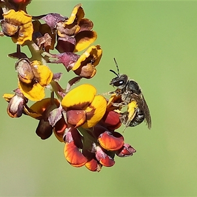 Unverified Bee (Hymenoptera, Apiformes) at Wodonga, VIC - 8 Oct 2024 by KylieWaldon