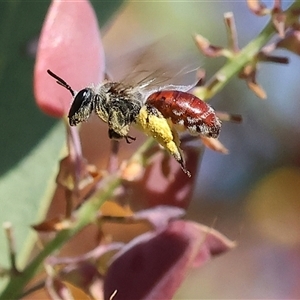 Unidentified Bee (Hymenoptera, Apiformes) at Wodonga, VIC by KylieWaldon