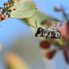 Megachile sp. (several subgenera) (Resin Bees) at Wodonga, VIC - 8 Oct 2024 by KylieWaldon