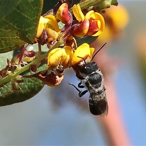 Megachile sp. (several subgenera) at Wodonga, VIC - 8 Oct 2024 03:16 PM