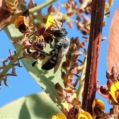 Unidentified Bee (Hymenoptera, Apiformes) at Wodonga, VIC - 8 Oct 2024 by KylieWaldon