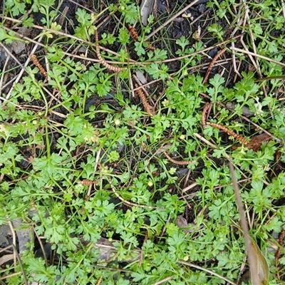 Leptinella longipes at Basin View, NSW - 8 Oct 2024 by plants