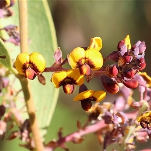 Daviesia latifolia (Hop Bitter-Pea) at Wodonga, VIC by KylieWaldon