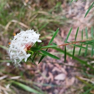 Pimelea linifolia at Basin View, NSW - 8 Oct 2024