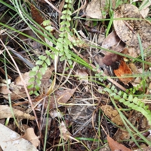 Lindsaea linearis at Basin View, NSW - 8 Oct 2024