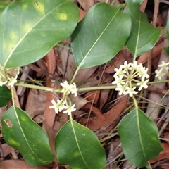 Leichhardtia rostrata (Milk Vine) at Basin View, NSW - 8 Oct 2024 by plants