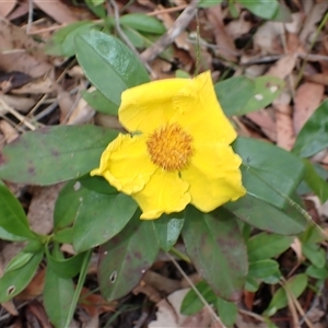 Hibbertia scandens at Basin View, NSW - 8 Oct 2024