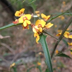 Podolobium ilicifolium (Andrews) Crisp ('prickly shaggy-pea') at Basin View, NSW - 8 Oct 2024 by plants