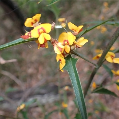 Podolobium ilicifolium (Andrews) Crisp ('prickly shaggy-pea') at Basin View, NSW - 8 Oct 2024 by plants