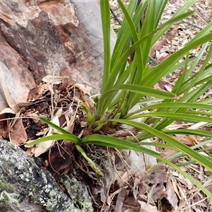 Cymbidium suave at Basin View, NSW - suppressed