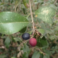 Notelaea longifolia f. longifolia (Mock Olive) at Basin View, NSW - 8 Oct 2024 by plants