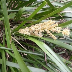 Lomandra longifolia (Spiny-headed Mat-rush, Honey Reed) at Basin View, NSW - 8 Oct 2024 by plants