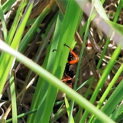 Labium sp. (genus) at Wodonga, VIC - 8 Oct 2024 by KylieWaldon