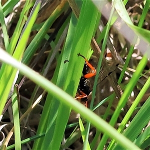 Labium sp. (genus) at Wodonga, VIC by KylieWaldon