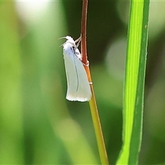 Zacorus carus (White Wingia) at Wodonga, VIC - 8 Oct 2024 by KylieWaldon