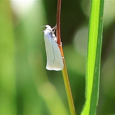 Zacorus carus (White Wingia) at Wodonga, VIC - 8 Oct 2024 by KylieWaldon