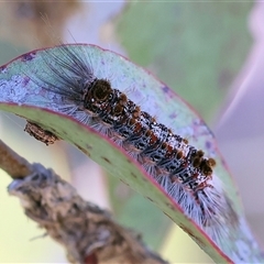 Euproctis baliolalis (Browntail Gum Moth) at Wodonga, VIC - 8 Oct 2024 by KylieWaldon