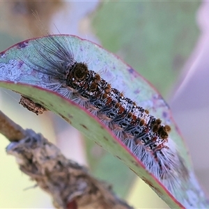 Euproctis baliolalis at Wodonga, VIC by KylieWaldon