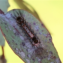 Euproctis baliolalis at Wodonga, VIC - 8 Oct 2024 03:21 PM