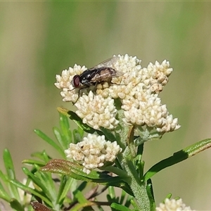 Unidentified Flower-loving fly (Apioceridae) at Wodonga, VIC by KylieWaldon