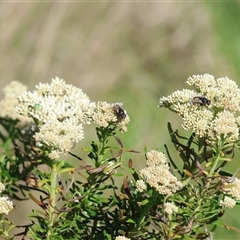 Muscidae (family) at Wodonga, VIC - 8 Oct 2024