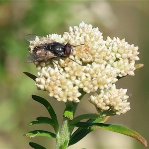 Muscidae (family) at Wodonga, VIC - 8 Oct 2024