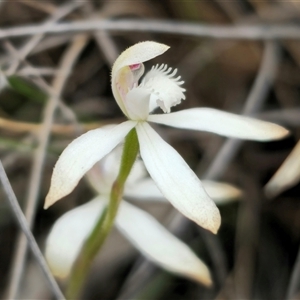 Caladenia dimorpha at Captains Flat, NSW - suppressed