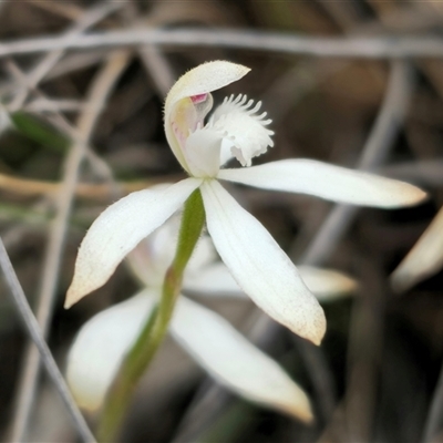 Caladenia dimorpha at Captains Flat, NSW - 8 Oct 2024 by Csteele4