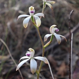 Caladenia dimorpha at Captains Flat, NSW - suppressed