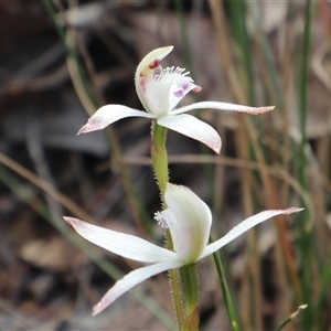 Caladenia dimorpha at Captains Flat, NSW - suppressed