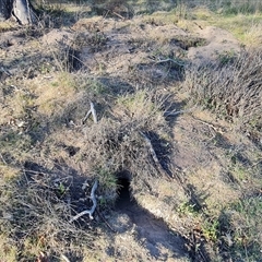 Oryctolagus cuniculus (European Rabbit) at O'Malley, ACT - 8 Oct 2024 by Mike