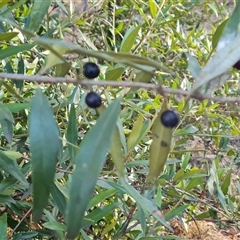 Olea europaea subsp. cuspidata (African Olive) at Isaacs, ACT - 9 Oct 2024 by Mike