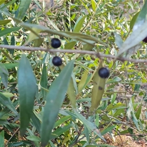 Olea europaea subsp. cuspidata at Isaacs, ACT - 9 Oct 2024 07:45 AM