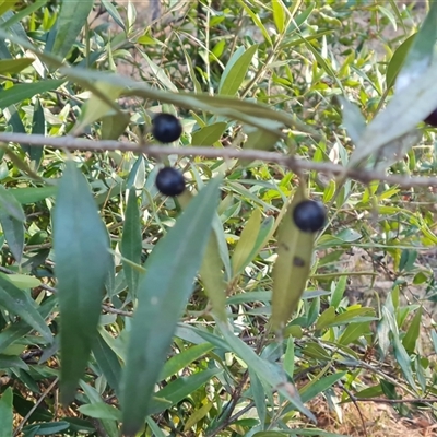 Olea europaea subsp. cuspidata (African Olive) at Isaacs, ACT - 8 Oct 2024 by Mike