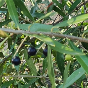 Olea europaea subsp. cuspidata at Isaacs, ACT - 9 Oct 2024 07:45 AM