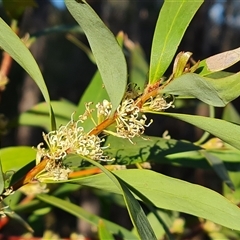 Hakea salicifolia subsp. salicifolia (Willow-leaved Hakea) at Isaacs, ACT - 8 Oct 2024 by Mike