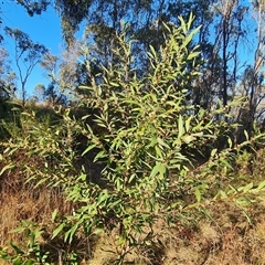 Hakea salicifolia subsp. salicifolia at Isaacs, ACT - 9 Oct 2024