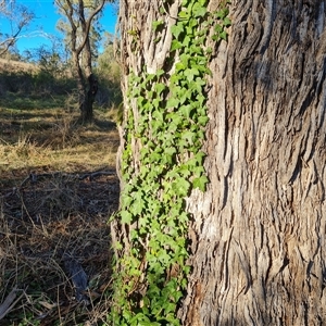 Hedera hibernica at Isaacs, ACT - 9 Oct 2024