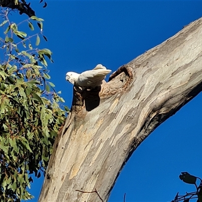 Cacatua galerita (Sulphur-crested Cockatoo) at O'Malley, ACT - 9 Oct 2024 by Mike