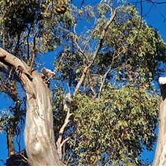 Cacatua galerita at O'Malley, ACT - 9 Oct 2024 07:33 AM