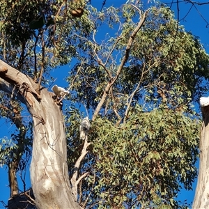 Cacatua galerita at O'Malley, ACT - 9 Oct 2024