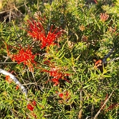 Grevillea juniperina (Grevillea) at O'Malley, ACT - 9 Oct 2024 by Mike