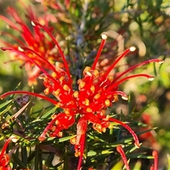 Grevillea juniperina at O'Malley, ACT - 9 Oct 2024