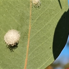 Glycaspis sp. (genus) (Unidentified sugary lerp) at O'Malley, ACT - 9 Oct 2024 by Mike