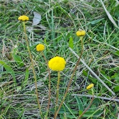 Craspedia variabilis (Common Billy Buttons) at O'Malley, ACT - 8 Oct 2024 by Mike