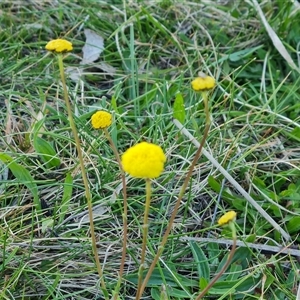 Craspedia variabilis at O'Malley, ACT - 9 Oct 2024