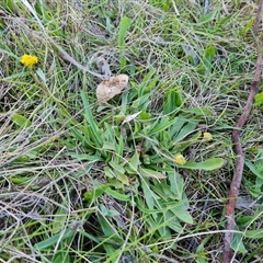 Craspedia variabilis at O'Malley, ACT - 9 Oct 2024