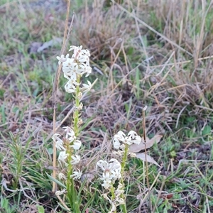 Stackhousia monogyna at O'Malley, ACT - 9 Oct 2024 06:48 AM