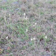 Stackhousia monogyna at O'Malley, ACT - 9 Oct 2024 06:48 AM